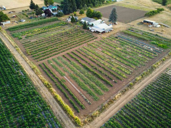 Small Farm