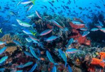 Complete Travel Guide to Raja Ampat’s Islands and Marine Life Raja Ampat’s Islands and Marine Life