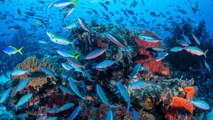 Raja Ampat’s Islands and Marine Life Raja Ampat’s Islands and Marine Life